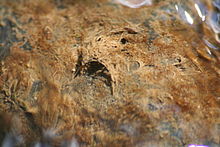An in-stream view of a net constructed by Cheumatopsche sp. larva Hydropsychidae.net.jpg