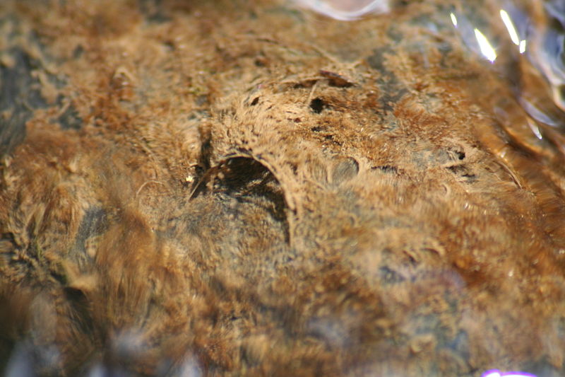 File:Hydropsychidae.net.jpg