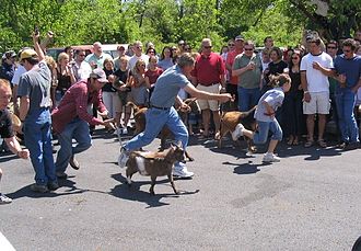 Goat race held May 2006 Sly fox goat race 2006.jpg