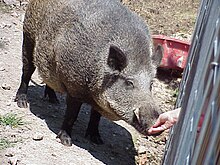 Tusk, the live mascot for the University of Arkansas. TuskMascot2.JPG