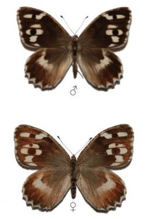 <i>Chazara enervata</i> Species of butterfly