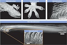 Micrometer- and nanometer-scale view of a gecko's toe Micro and nano view of gecko's toe.jpg