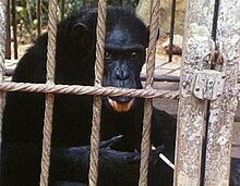 A smoking chimpanzee in the final sequence
