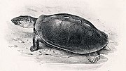 Sternothaerus oxyrhinus.jpg