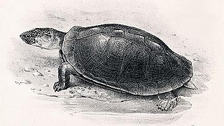 West African black turtle species of reptile