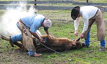 Cattle being earmarked and electrically branded Electric cattle branding and earmarking.jpg