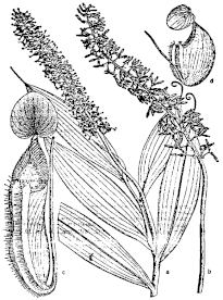 An illustration of the type specimen of N. pectinata from Danser's monograph Nepenthes pectinata.gif