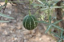 Cucurbita digitata.jpg