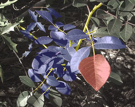 Image generated from a database of segmented leaves that simultaneously registers natural images (scene information) with the exact locations of leaf boundaries (information about the physical environment). Such a database can be used to study across-domain statistics. DbSegmentedLeaves.jpg