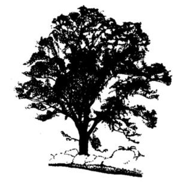 Ulmus minor 'Coritana', drawing by Melville, 1949 of a tree (ref 46.31), 1⁄4 mile west of Ermine Street on the Tadlow Road, Cambridgeshire.