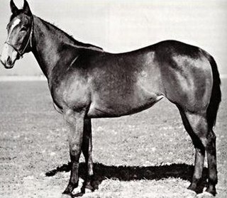 <span class="mw-page-title-main">Chicado V</span> Quarter Horse champion race mare