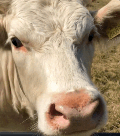 A cow ear wiggling