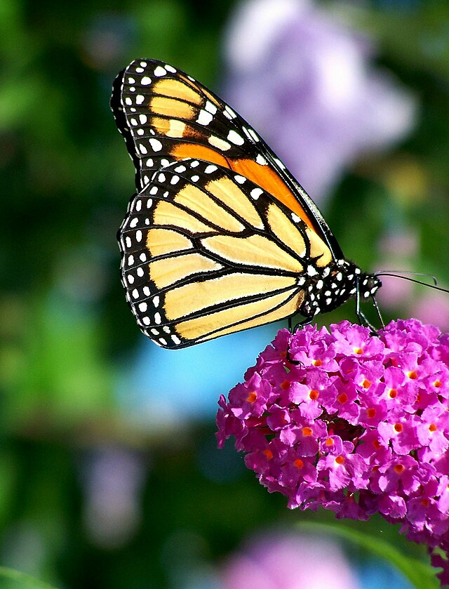 Monarch butterfly - Wikipedia