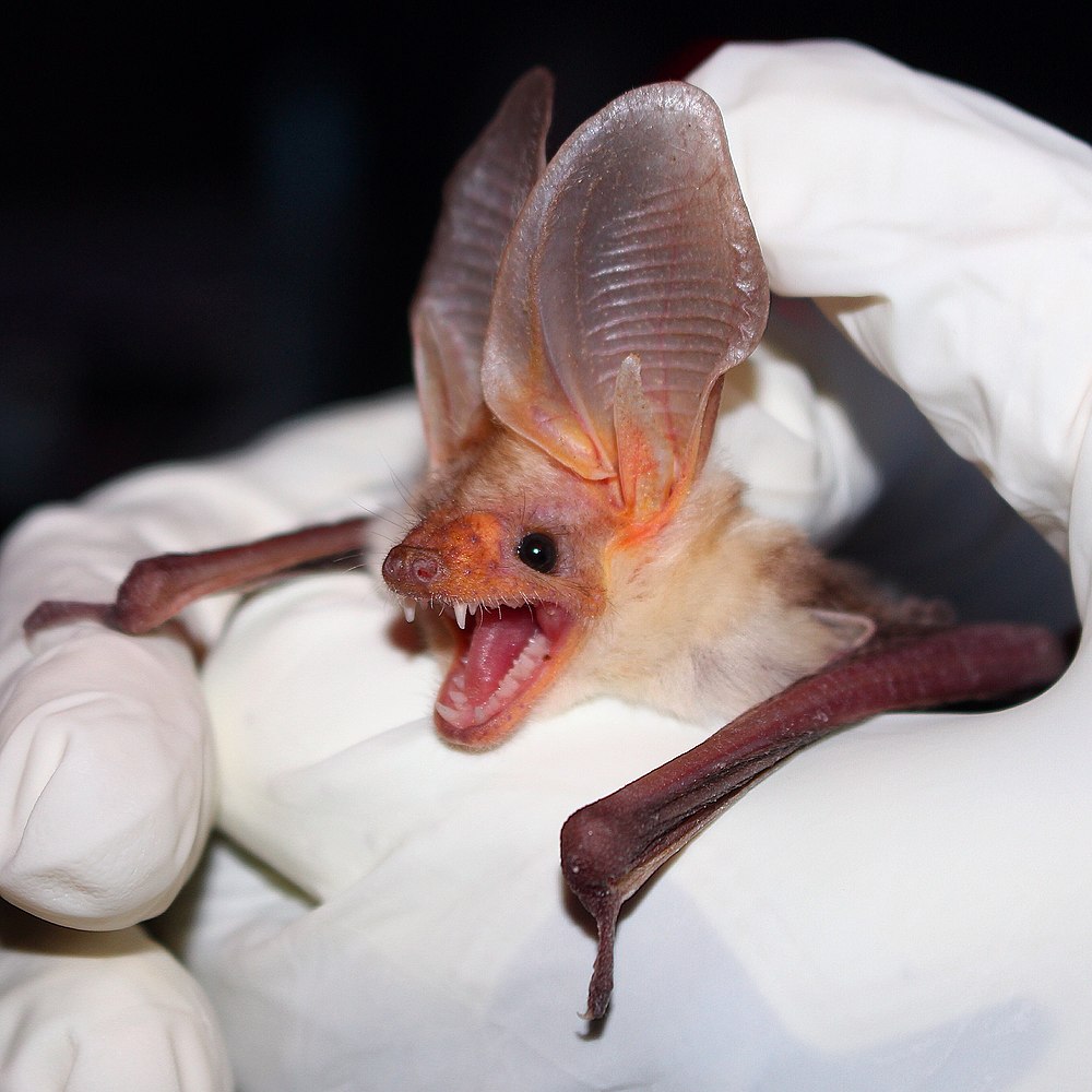 The average adult weight of a Pallid bat is 22 grams (0.05 lbs)