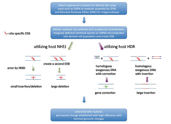 Overview of GEEN workflow and editing possibilities