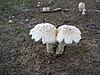 Most likely a Amanitaceae mushroom found in Virginia under a pine tree.