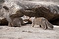 California Ground Squirrel