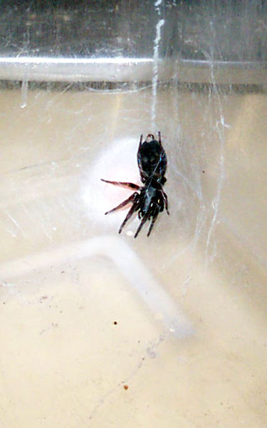 File:White Tailed Spider with Egg Sack.jpg