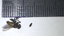 Housefly (left) vs. small dung fly (right) Smallerdungfly.jpg