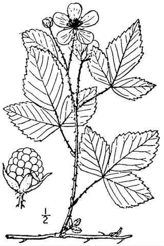 <i>Rubus invisus</i> Species of flowering plant