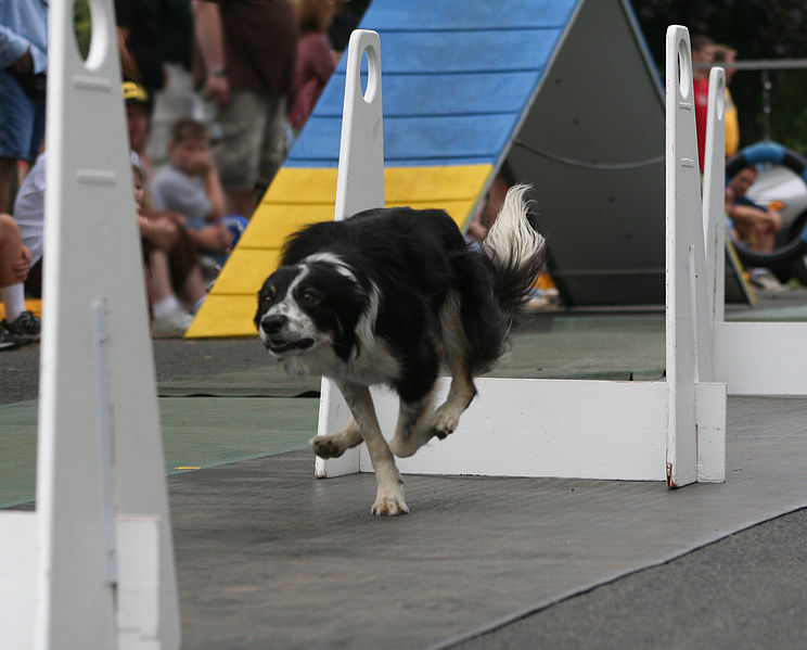 File:AnimalInnFlyball.jpg