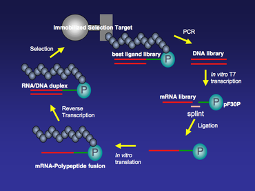 Figure 3. Selection Cycle. Figure 3. Selection Cycle.png