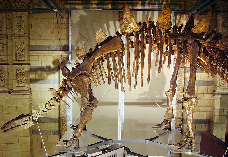 File:Tuojiangosaurus skeleton NHM2.jpg