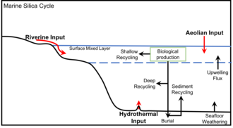 Basic diagram of the marine silica cycle, adapted from Treguer et al., 1995 Marine Silica Cycle.png