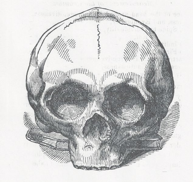 File:Sketch of Jacque Alexander Tardy's skull front view.jpeg