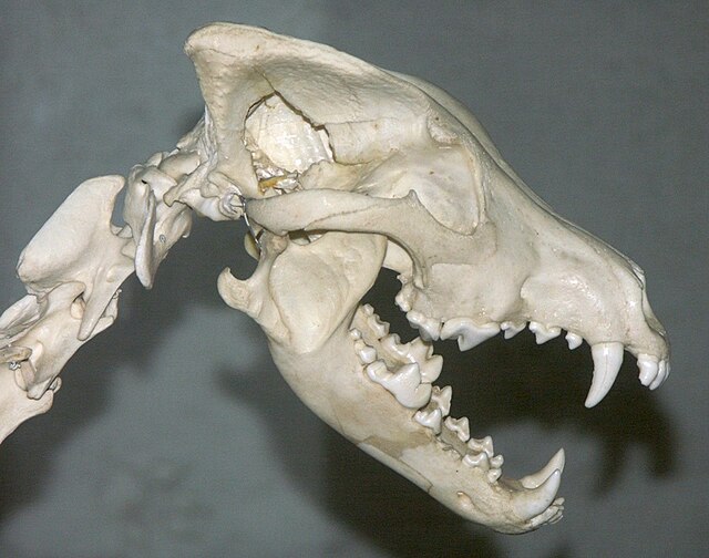 Eurasian wolf skull