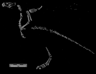 <i>Protoavis</i> genus of dinosaurs