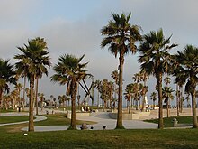 Palm trees along the Venice Boardwalk Filiferabeach.JPG