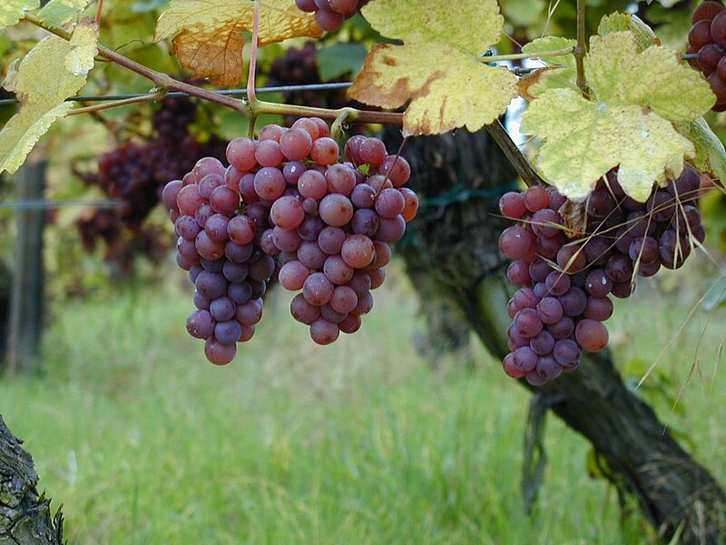 File:Gewurztraminer - raisins sur pied de vigne.jpg
