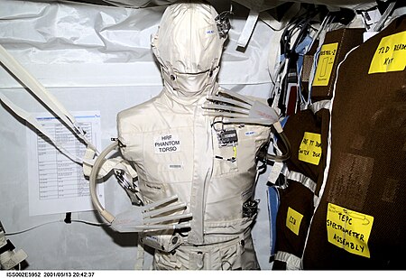 The Phantom Torso, as seen here in the Destiny laboratory on the International Space Station (ISS), is designed to measure the effects of radiation on organs inside the body by using a torso that is similar to those used to train radiologists on Earth. The torso is equivalent in height and weight to an average adult male. It contains radiation detectors that will measure, in real-time, how much radiation the brain, thyroid, stomach, colon, and heart and lung area receive on a daily basis. The data will be used to determine how the body reacts to and shields its internal organs from radiation, which will be important for longer duration space flights. Iss002e5952.jpg