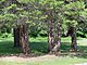 Grove of Sawara Cypress, Upton State Forest, MA.jpeg