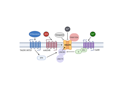 Regulatory pathways and chemicals affecting NALCN function. NALCN activity.png