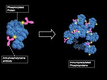 Method of phosphoprotein purification by immunoprecipitation with anti-phosphotyrosine antibodies Immunoprecip.jpg