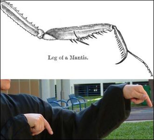 Comparison of a technical drawing of a mantis arm and the "mantis hook" hand posture.