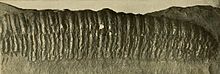 Palaeosoma giganteum (Baldwin).jpg