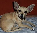 The shape of this Chihuahua's head differs from the breed-standard "apple-domed" shape.