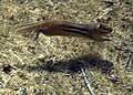 Chipmunk Running