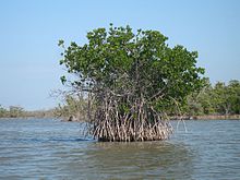 Example of mangrove habitat Red mangrove-everglades natl park.jpg
