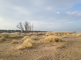 Tentsmuir punkti yaqinidagi qirg'oqdan Tentsmuir o'rmoniga qarab