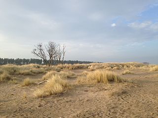 Tentsmuir National Nature Reserve