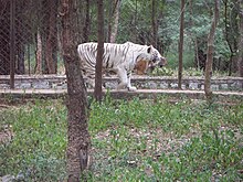 White tiger at Bannerghatta National Park White Tiger.JPG