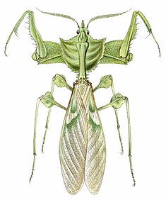 Idolomantis diabolicaMale.jpg