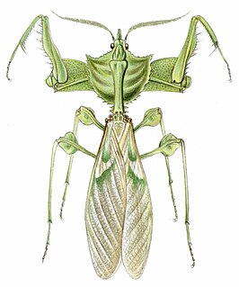 <i>Idolomantis</i> Genus of praying mantises