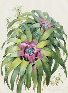 <i>Hylaeaicum margaretae</i> Species of flowering plant