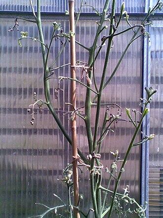 Tomato plant affected by aminopyralid herbicide residue from contaminated manure, grown July 2008, Cheshire, UK. Note tightly curled leaves, which is a symptom of aminopyralid contamination. Tomato plant affected by aminopyralid herbicide.jpg