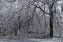 Glazed tree branches are noted for both their beauty and their tendency to snap Trees with Ice.JPG